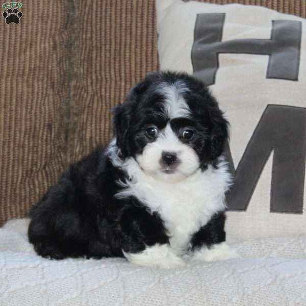 Abby, Shih Tzu Puppy